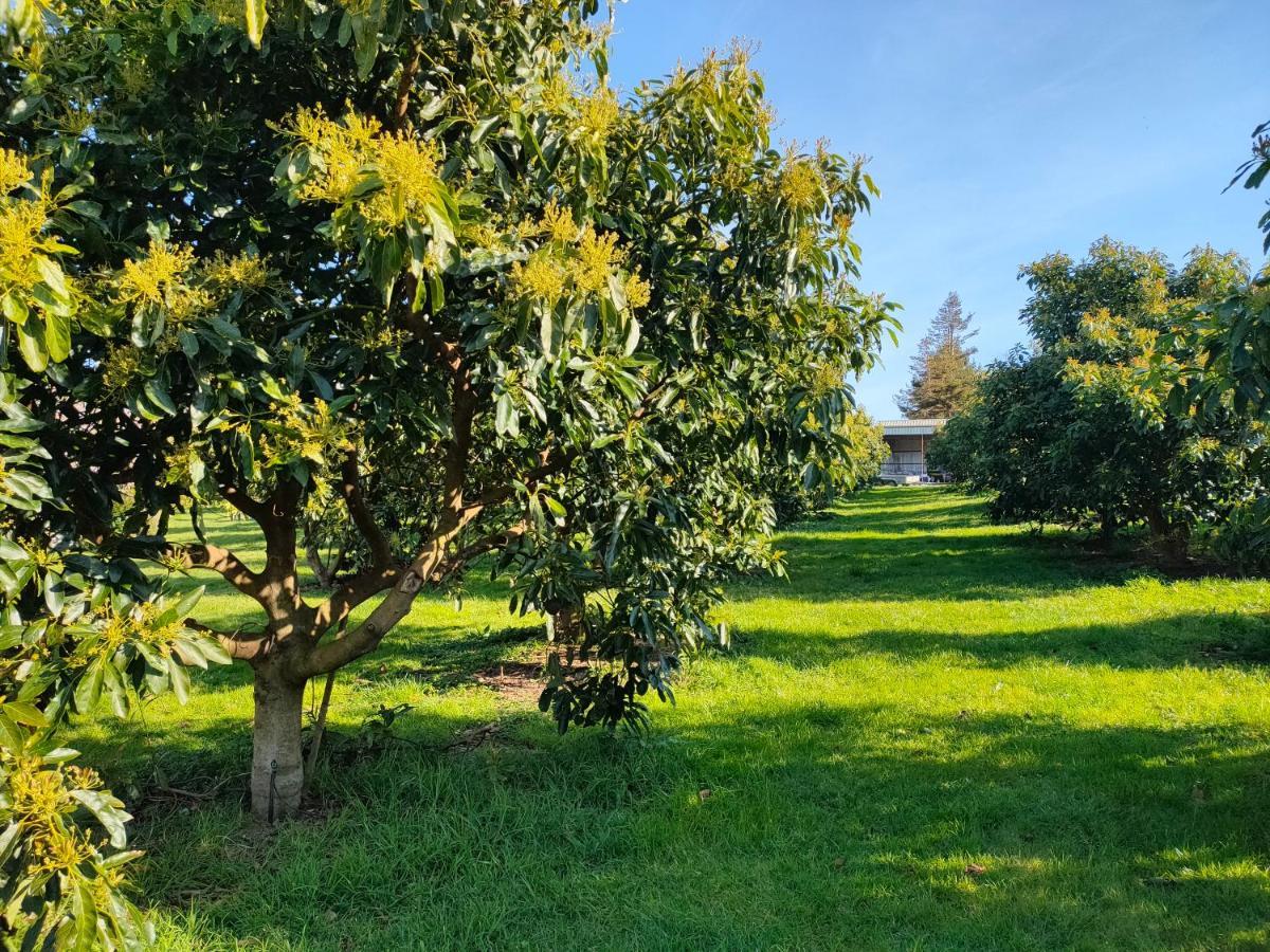 Avocate' Cottage Whiritoa Buitenkant foto